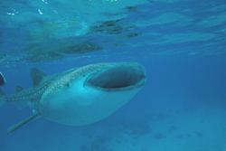 Whale Shark Video Puerto Galera, Philippines